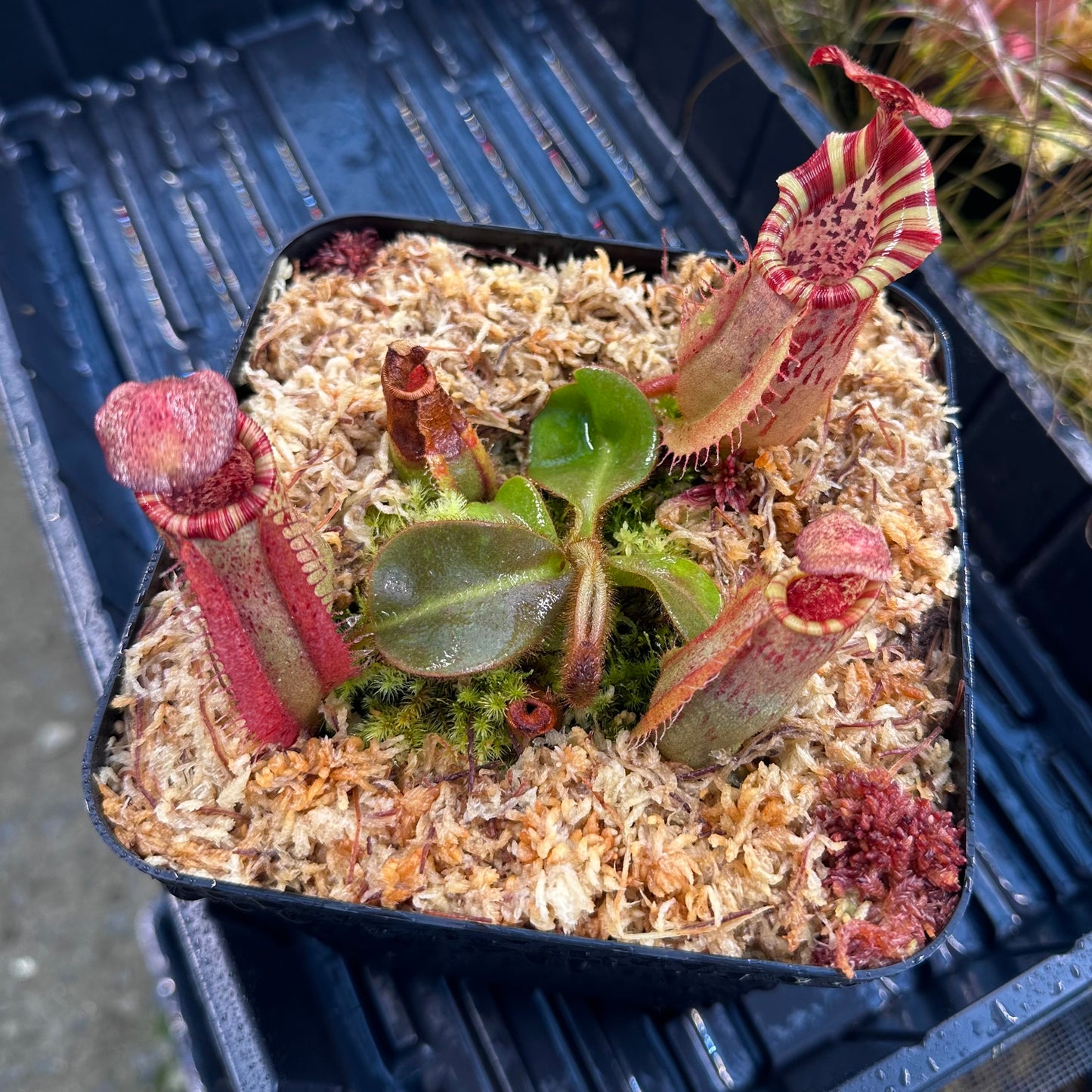 Website Exclusive! - Nepenthes veitchii ('Orange' x 'Candy Dreams') - Seed Grown Plant