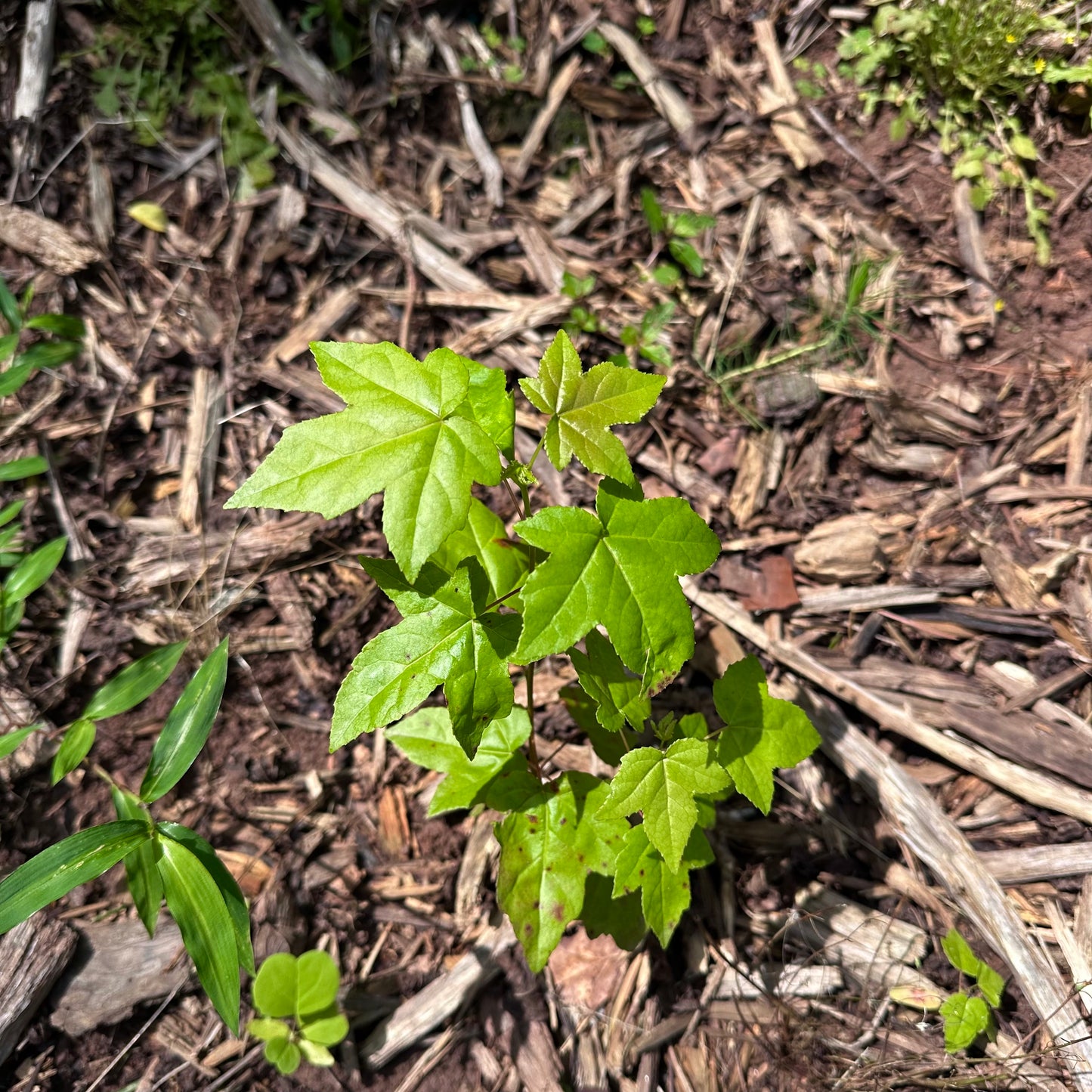 Liquidambar styracuiflua - Sweet Gum Tree - Seedling