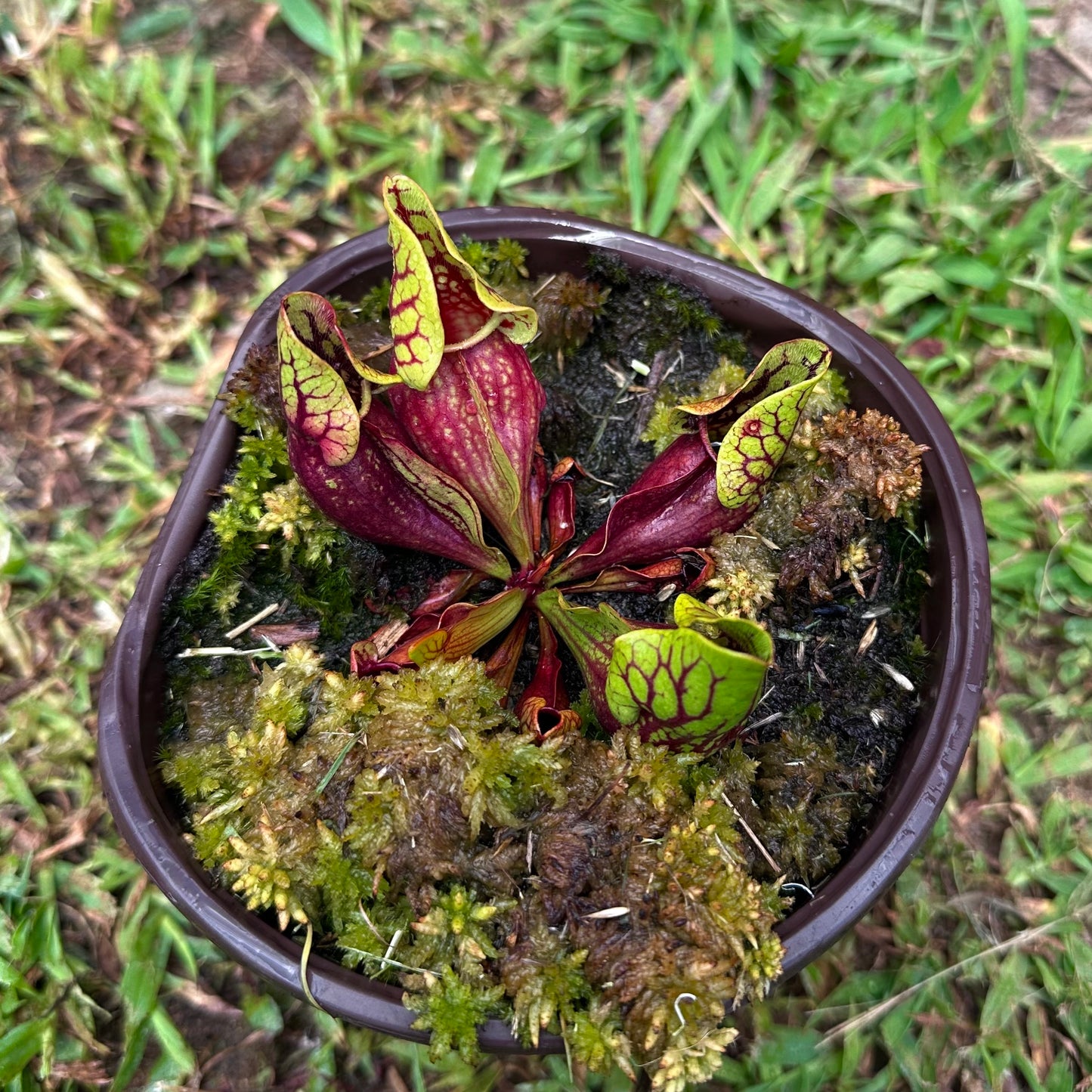 Sarracenia purpurea var. montana - AAxA Select - Rooted Division - MW