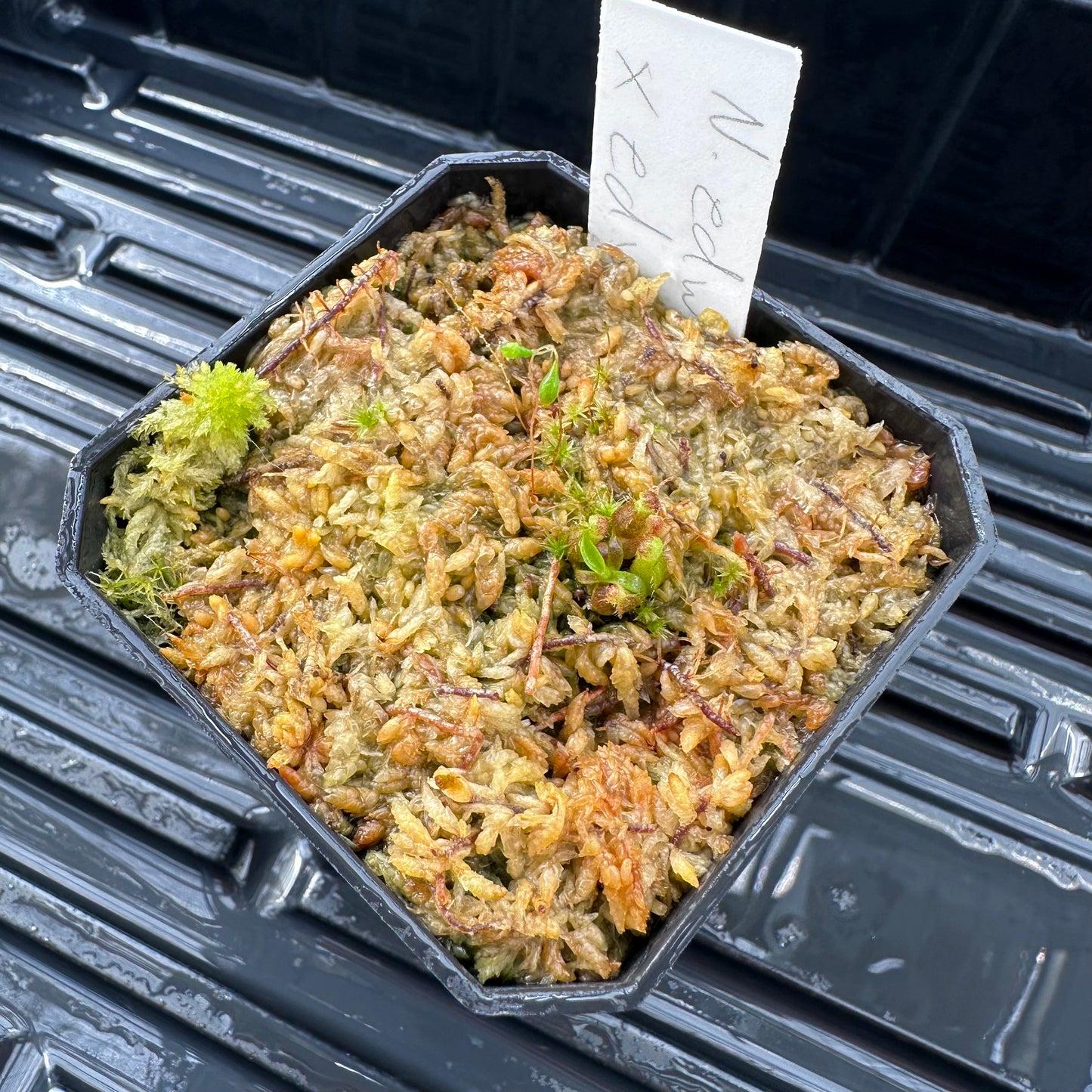 Nepenthes edwardsiana - Horticultural - Seed Grown Plant - JH