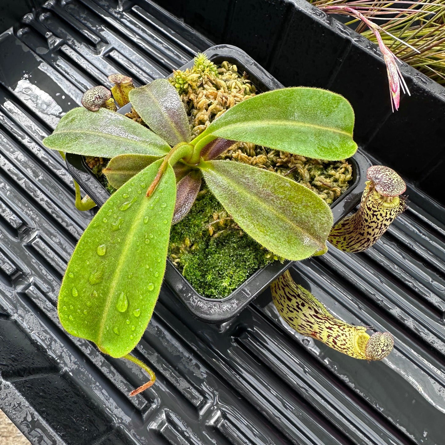 Nepenthes vogelii - BE3256 - Borneo