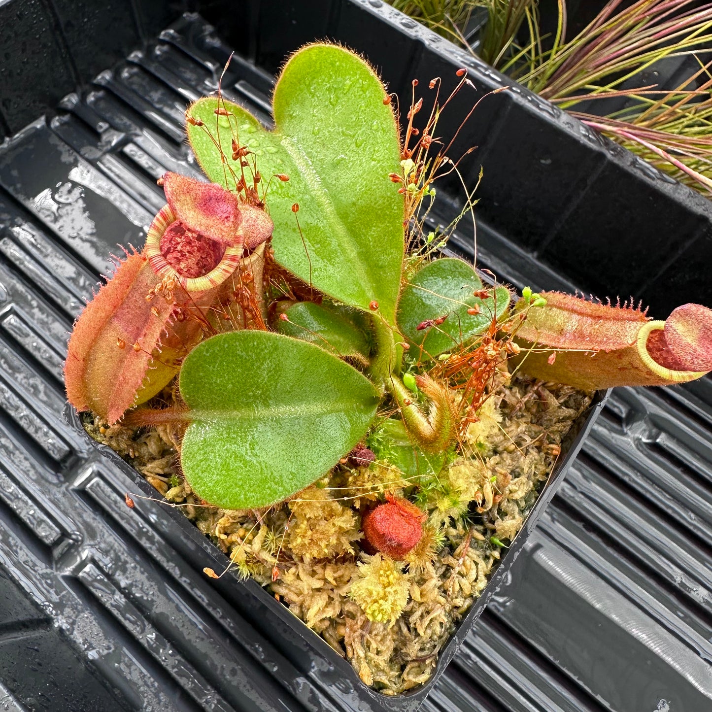 Nepenthes veitchii ('Orange' x 'Candy Dreams') - Seed Grown Specimen Plant