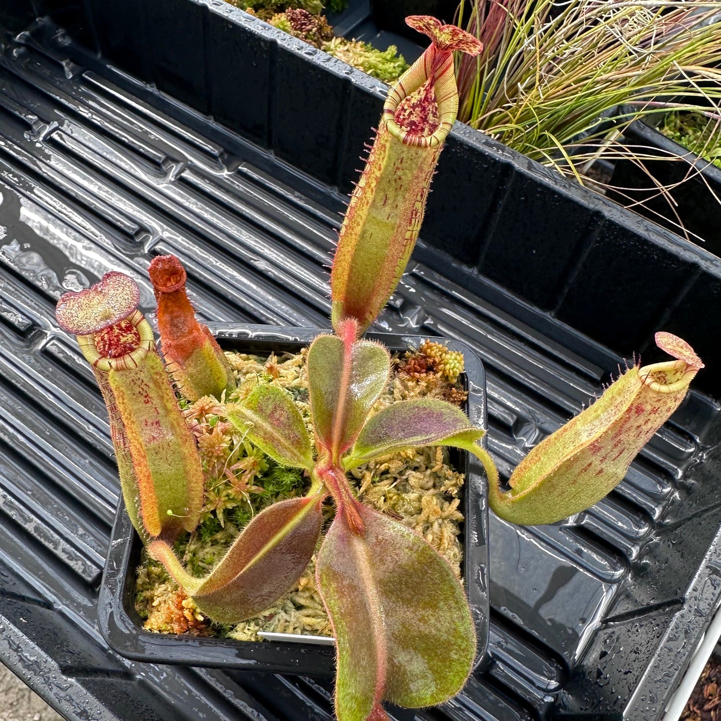 Nepenthes maxima Wavy x veitchii 'Candy Dreams' - Seed Grown Specimen Plant