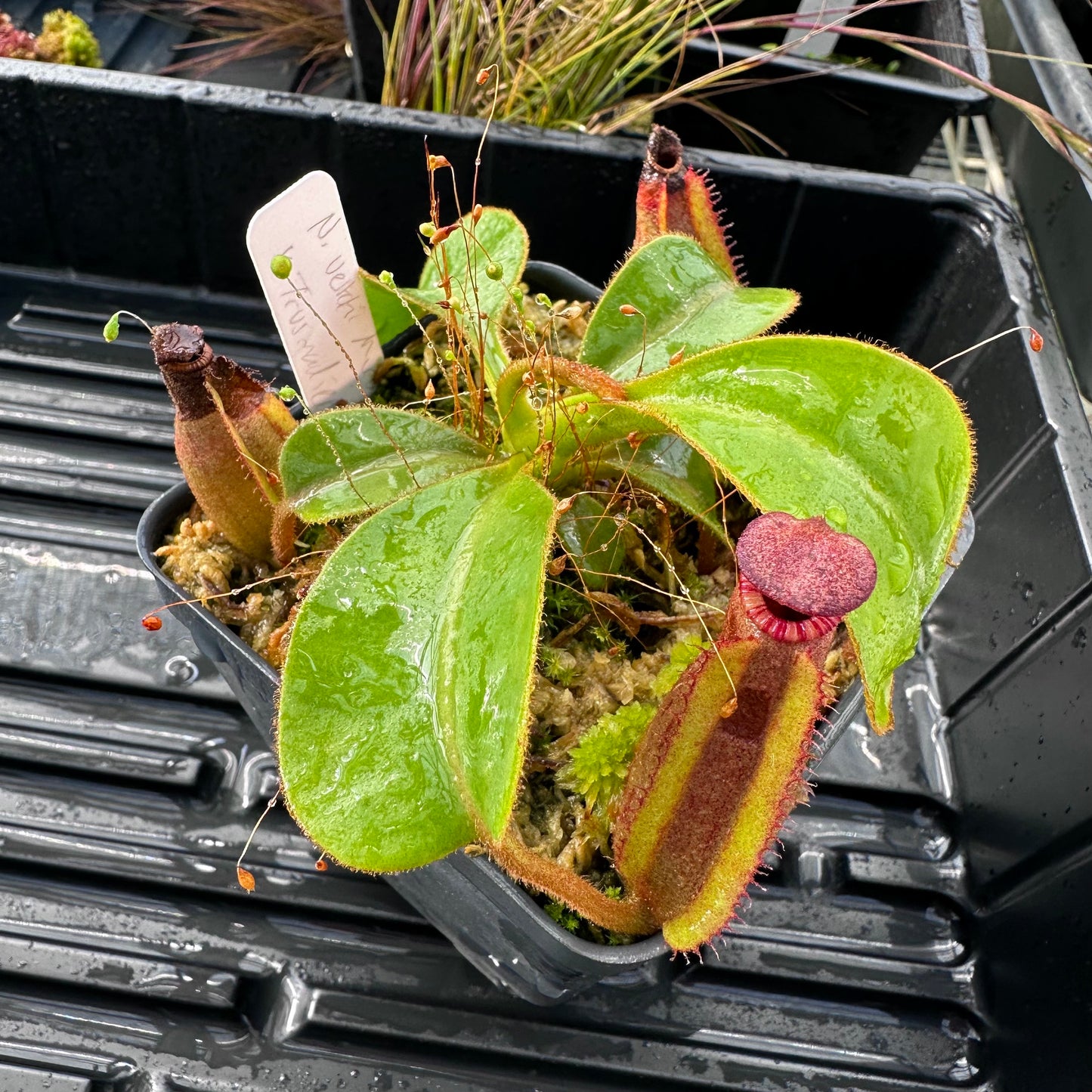 Nepenthes veitchii ('Murud' x 'Candy') x x Trusmadiensis - Seed Grown Specimen Plant