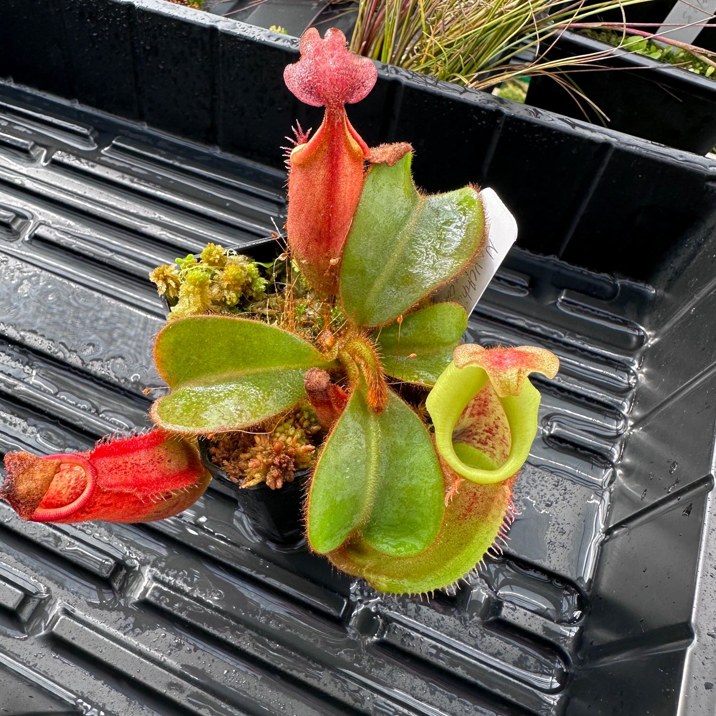 Nepenthes veitchii (Murud x Candy Best) x (Akazukin x Bareo) - Seed Grown Specimen Plant
