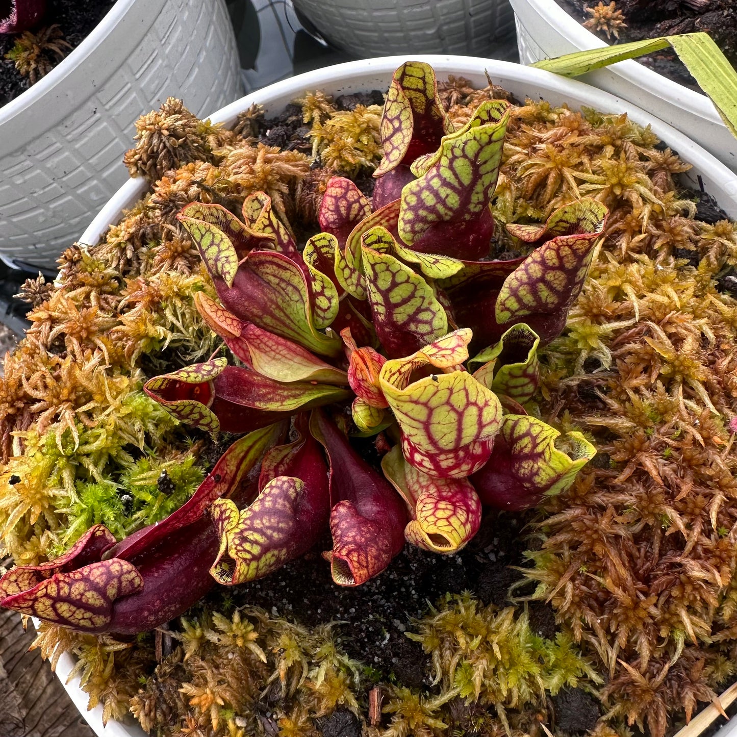 Sarracenia purpurea var. montana - HxC Select - Rooted Division - MW