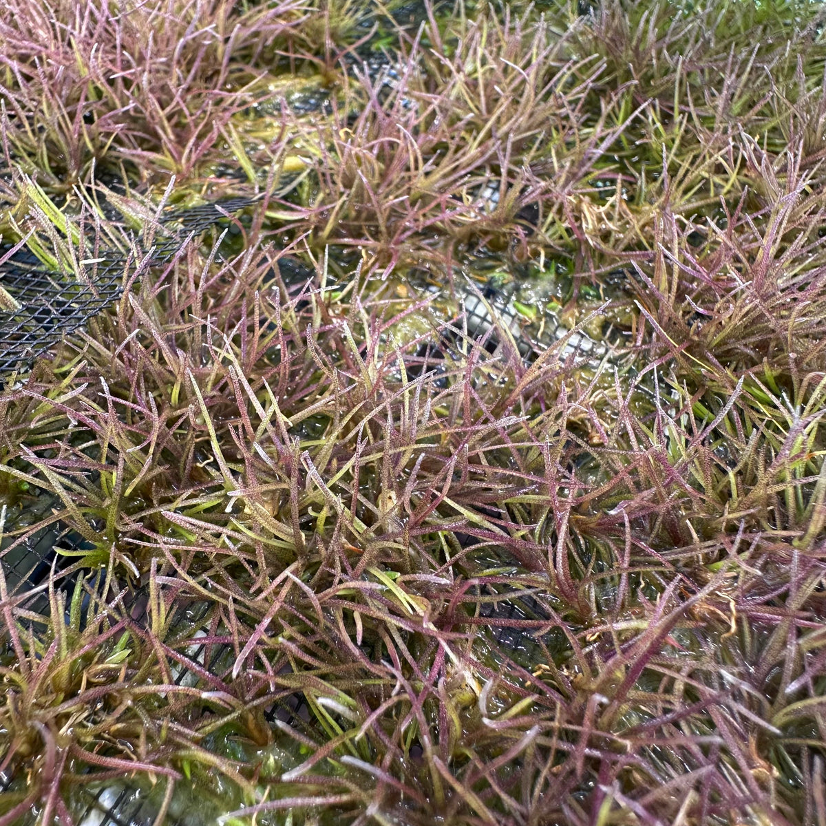 Tillandsia setacea - Southern Needleleaf - Air Plant - 15-20 Seedlings