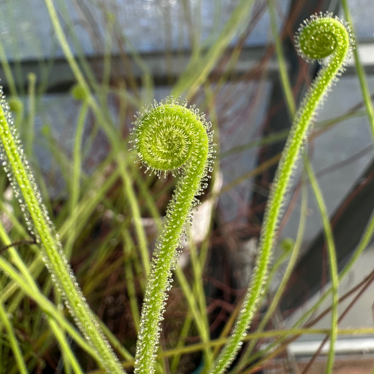 Drosera filiformis var. tracyi - Threadleaf Sundew