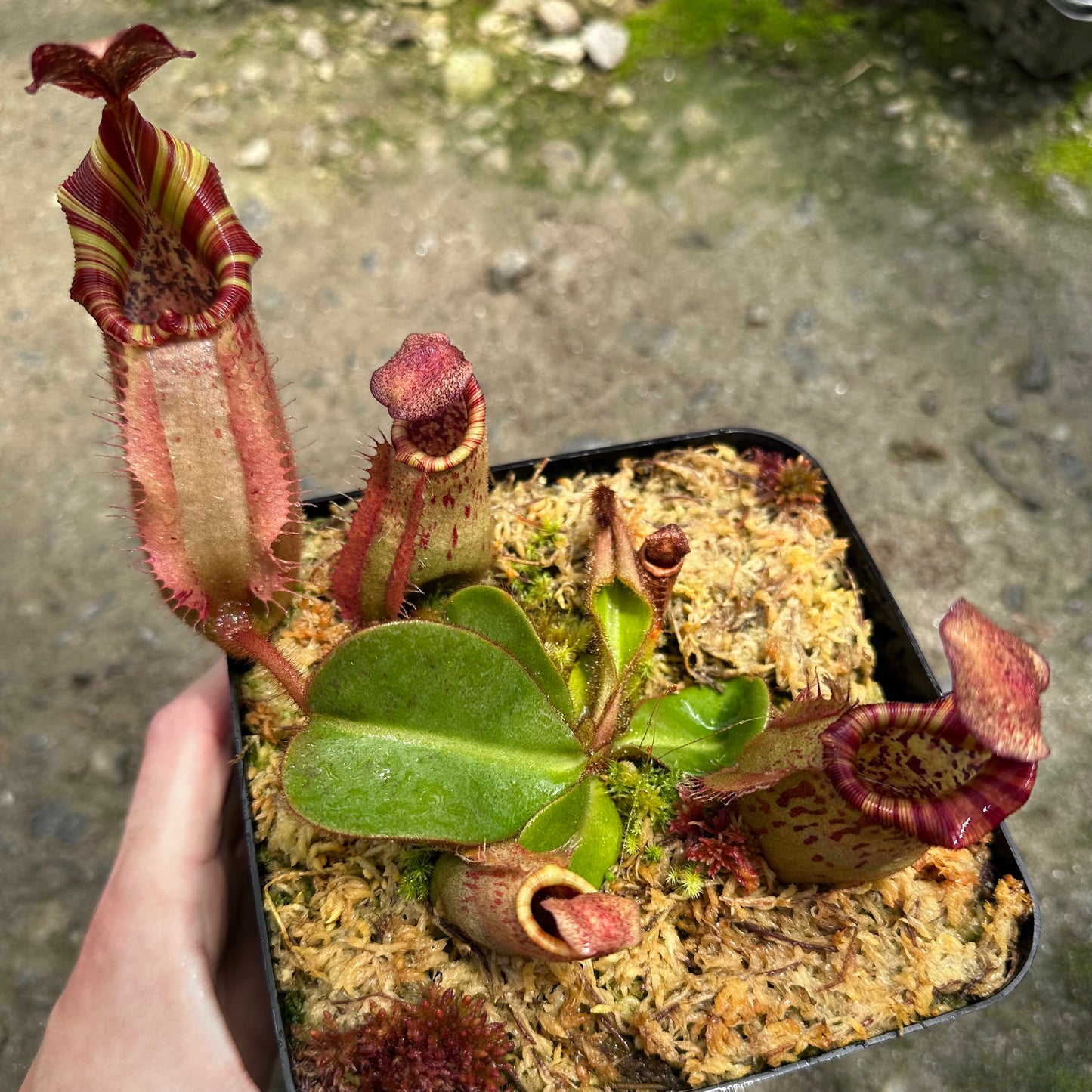 Website Exclusive! - Nepenthes veitchii ('Orange' x 'Candy Dreams') - Seed Grown Plant