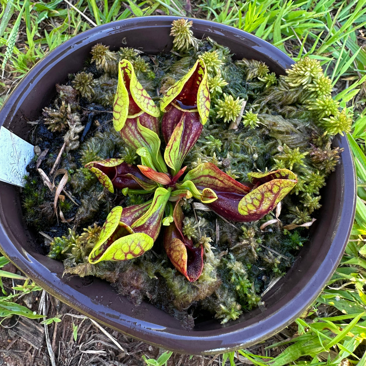 Sarracenia purpurea var. montana - Transylvania Co, NC. - Seed Grown Plant
