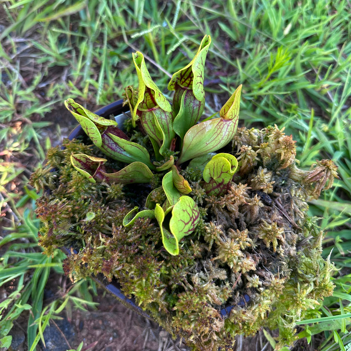 Sarracenia purpurea var. montana - Clone 1 - Exact Division - MW