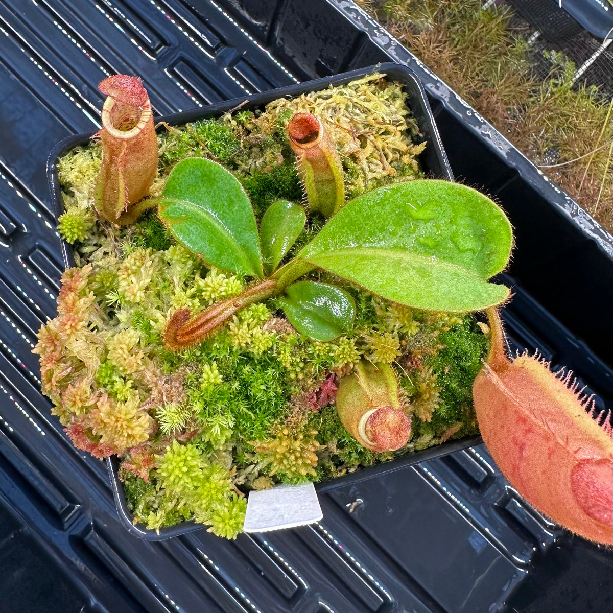 Nepenthes veitchii ('Orange' x 'Candy Dreams') - Seed Grown Specimen Plant
