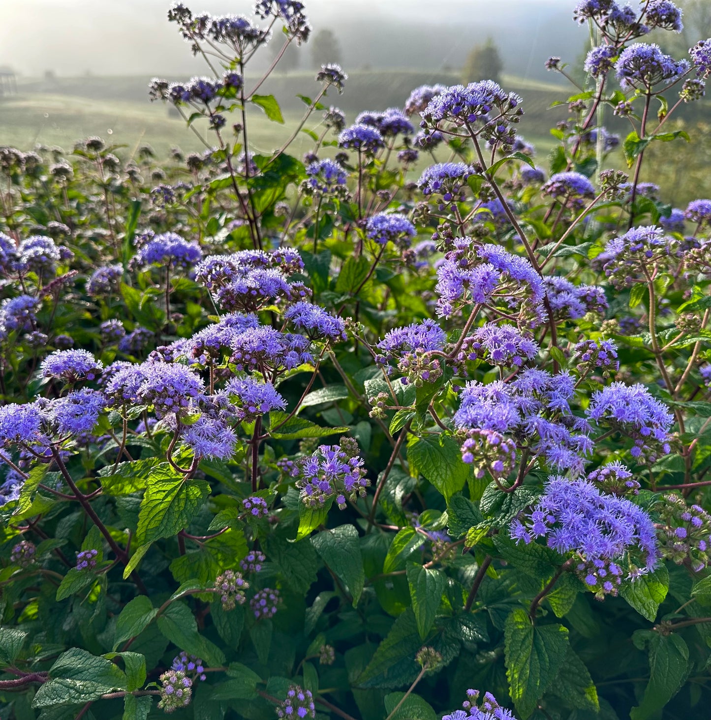 Conoclinium coelestinum - Blue Mistflower - Seed Grown Plant - 6 Inch Pot