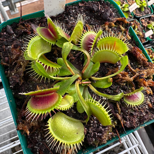 Dionaea muscipula - Venus Flytrap - 'BCP ARPC' - Rooted Division - JH