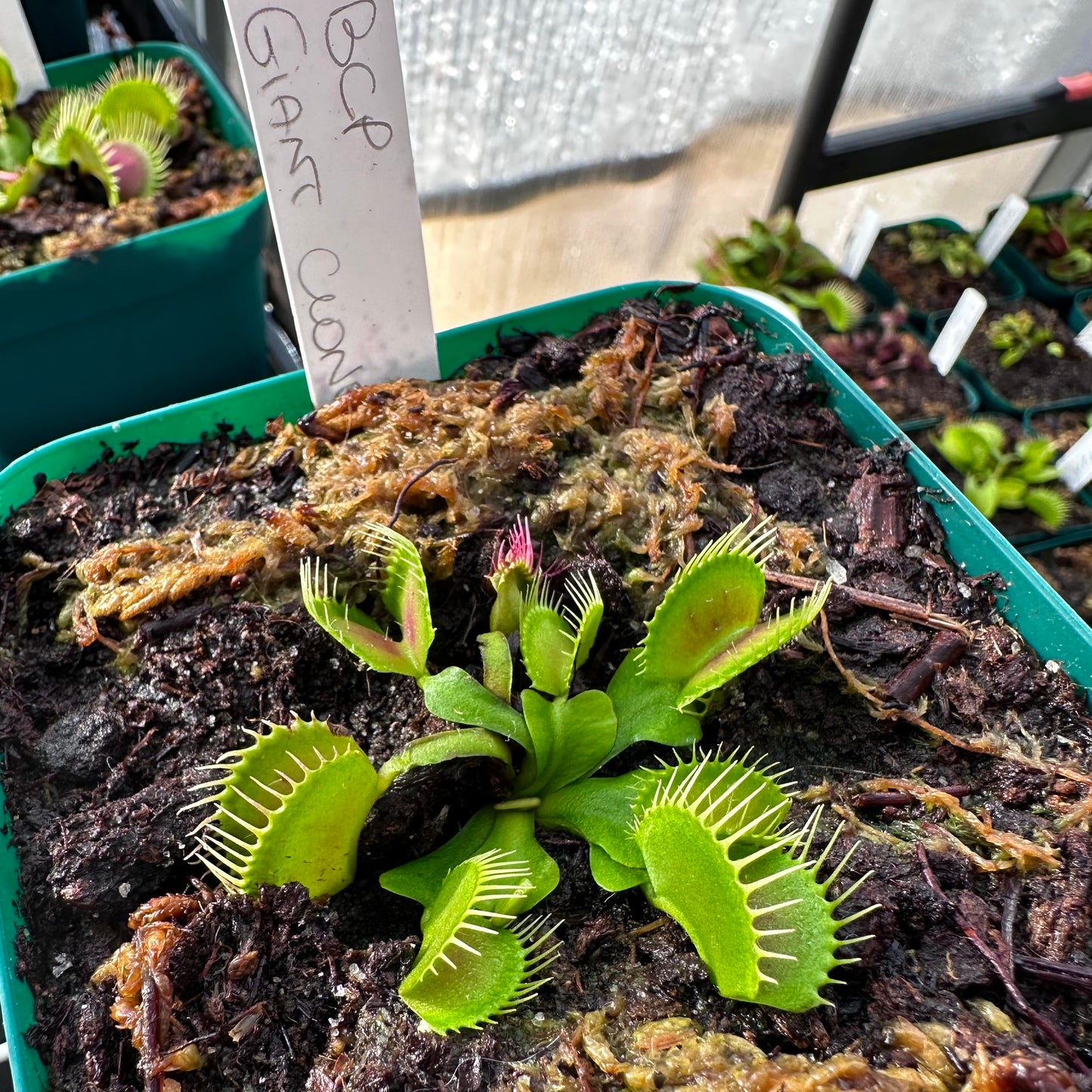 Dionaea muscipula - Venus Flytrap - 'BCP Giant' - Rooted Division - JH