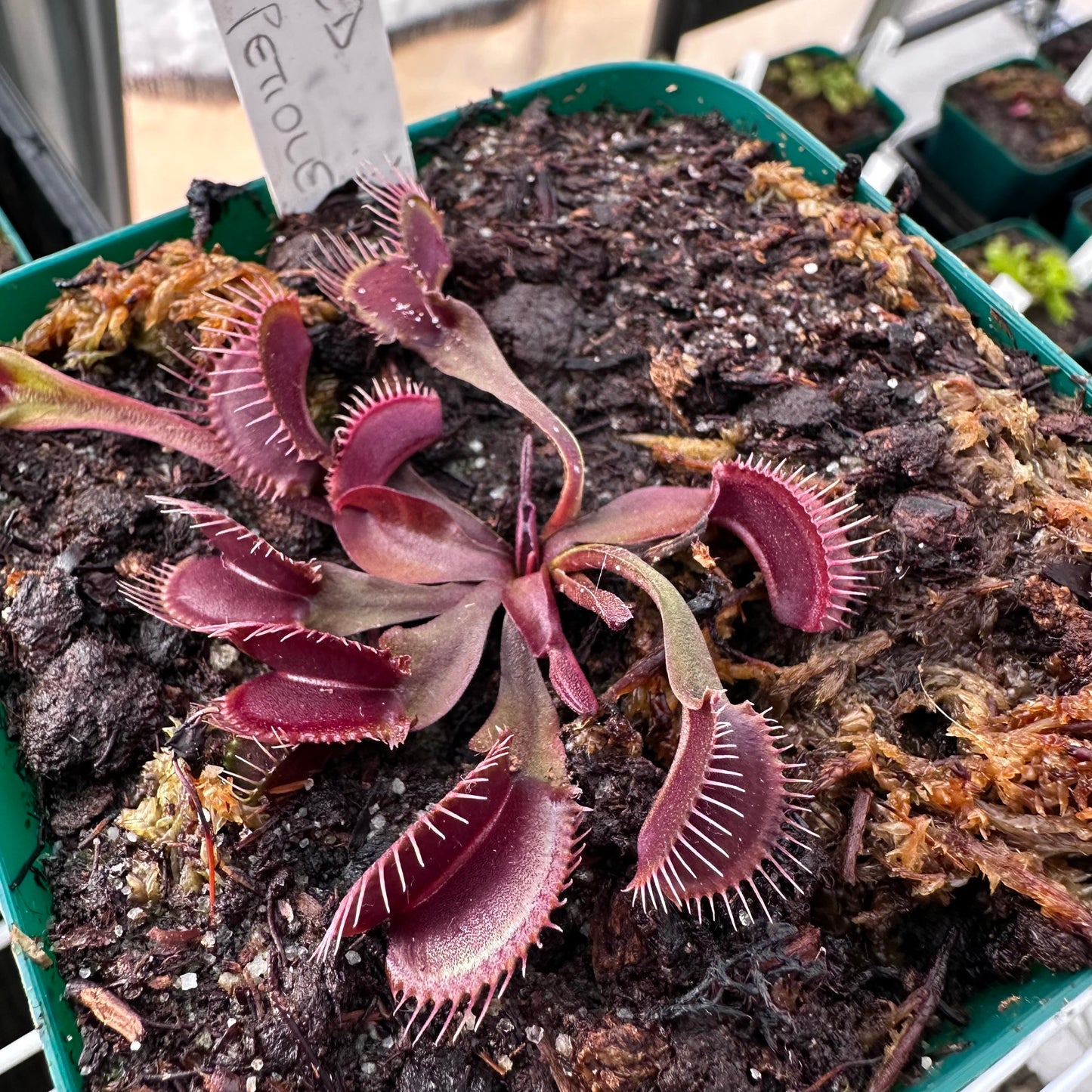 Dionaea muscipula - Venus Flytrap - 'BCP Red Fused Petiole' - Rooted Division - JH