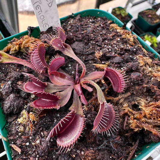 Dionaea muscipula - Venus Flytrap - 'BCP Red Fused Petiole' - Rooted Division - JH