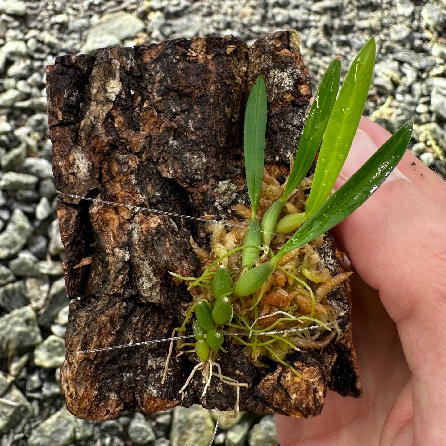 Bulbophyllum championii - Mounted Miniature Orchid - Red x Yellow LA