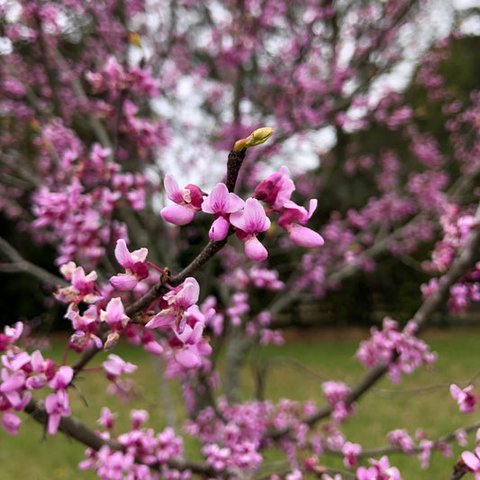 Cercis canadensis - Eastern Redbud - 10+ Seeds - Fulton County, GA Ecotype