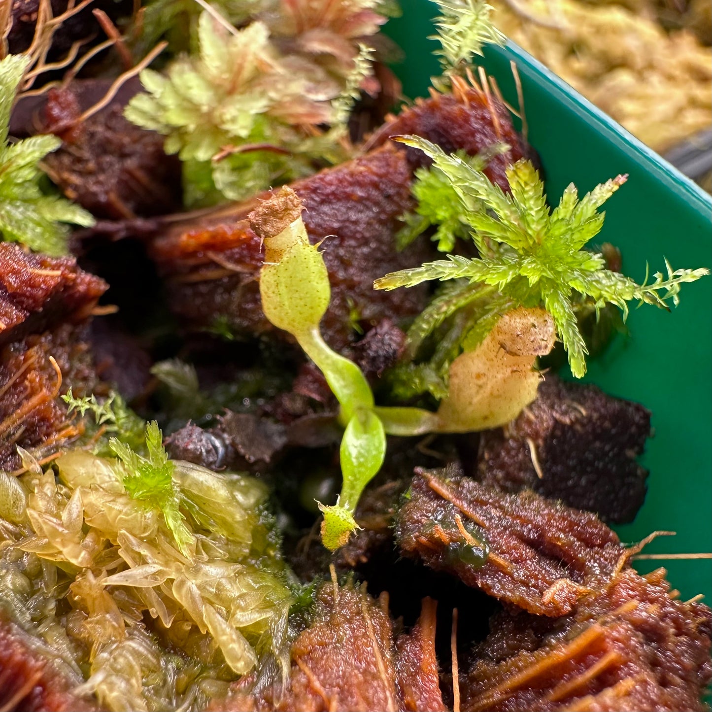 Nepenthes edwardsiana - Horticultural - Seed Grown Plant - JH