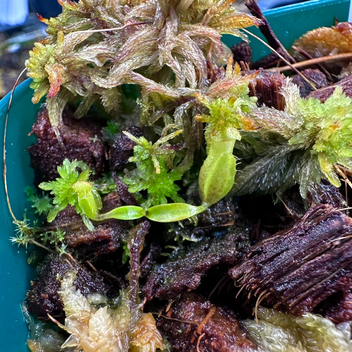 Nepenthes edwardsiana - Horticultural - Seed Grown Plant - JH