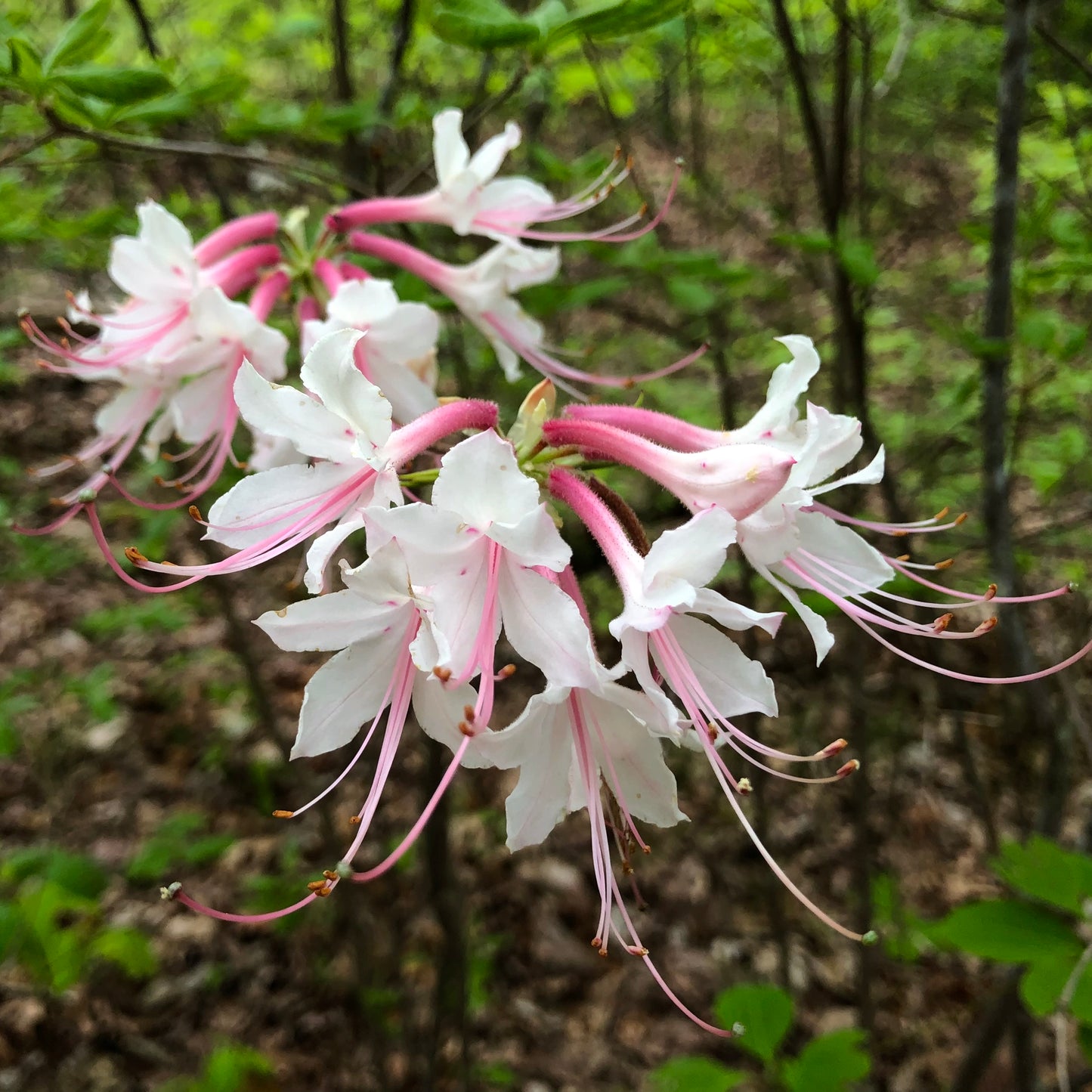 Rhododendron canescens - Piedmont Azalea - Fulton County, GA Ecotype - Seedling