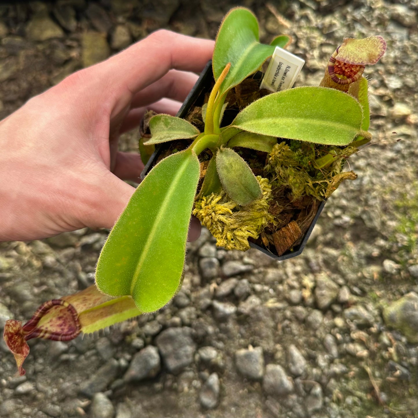 Nepenthes (lowii x x Tiveyi) x (platychila x lowii) - Seed Grown Plant #1 - David S