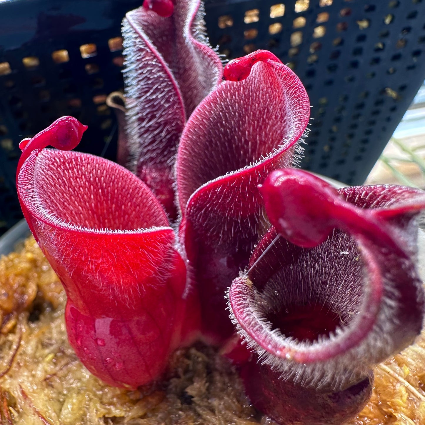 Heliamphora minor var. pilosa - Auyan - Clone 3 - AW