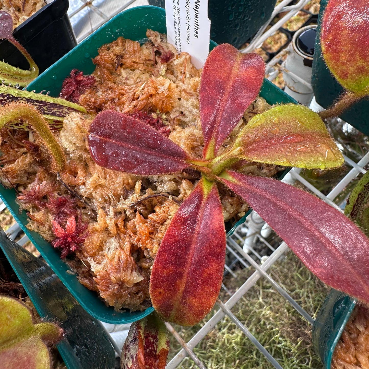Nepenthes platychila - Seed Grown Plant - Borneo - AW