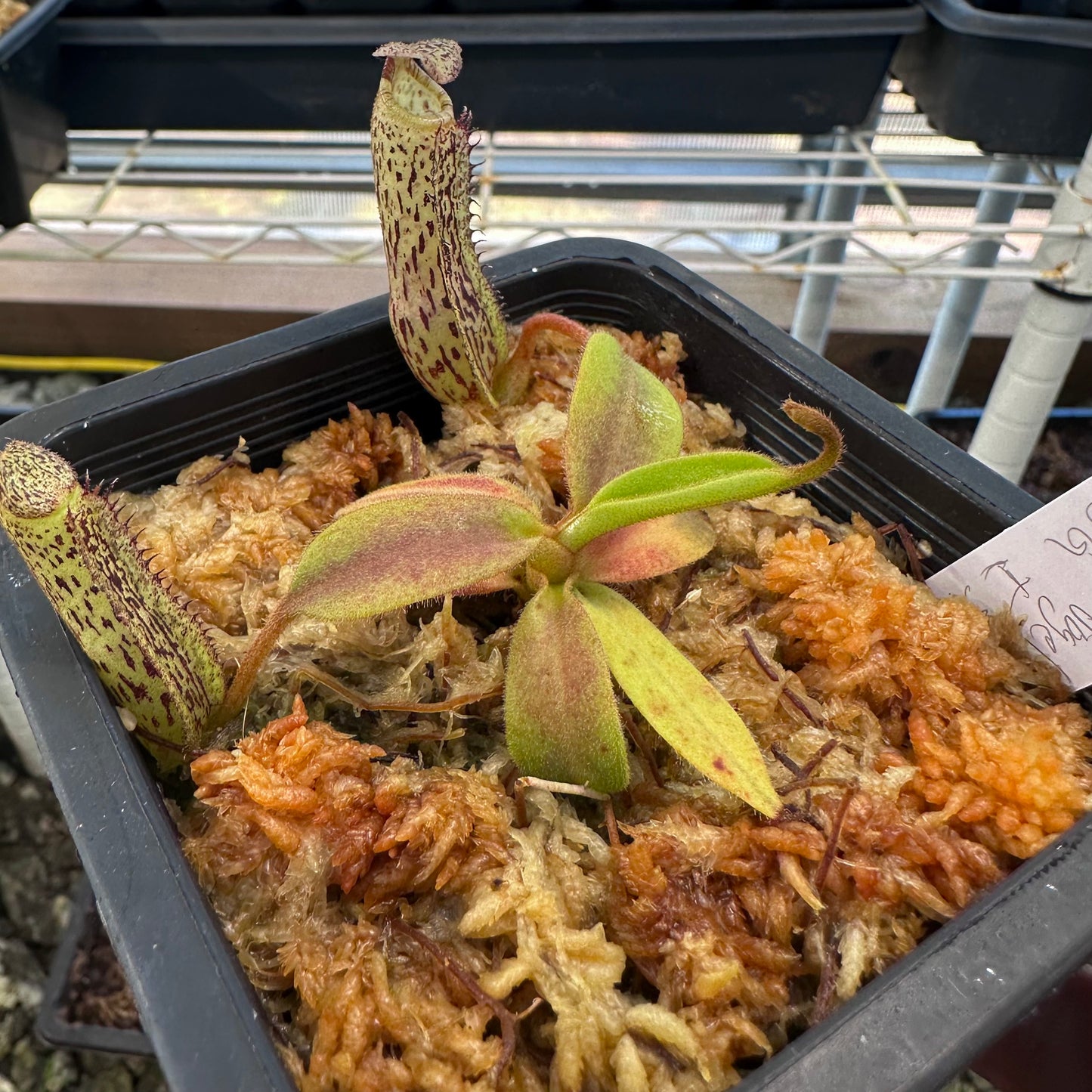 Nepenthes vogelii - Individual Seedling Clone - Borneo - AW