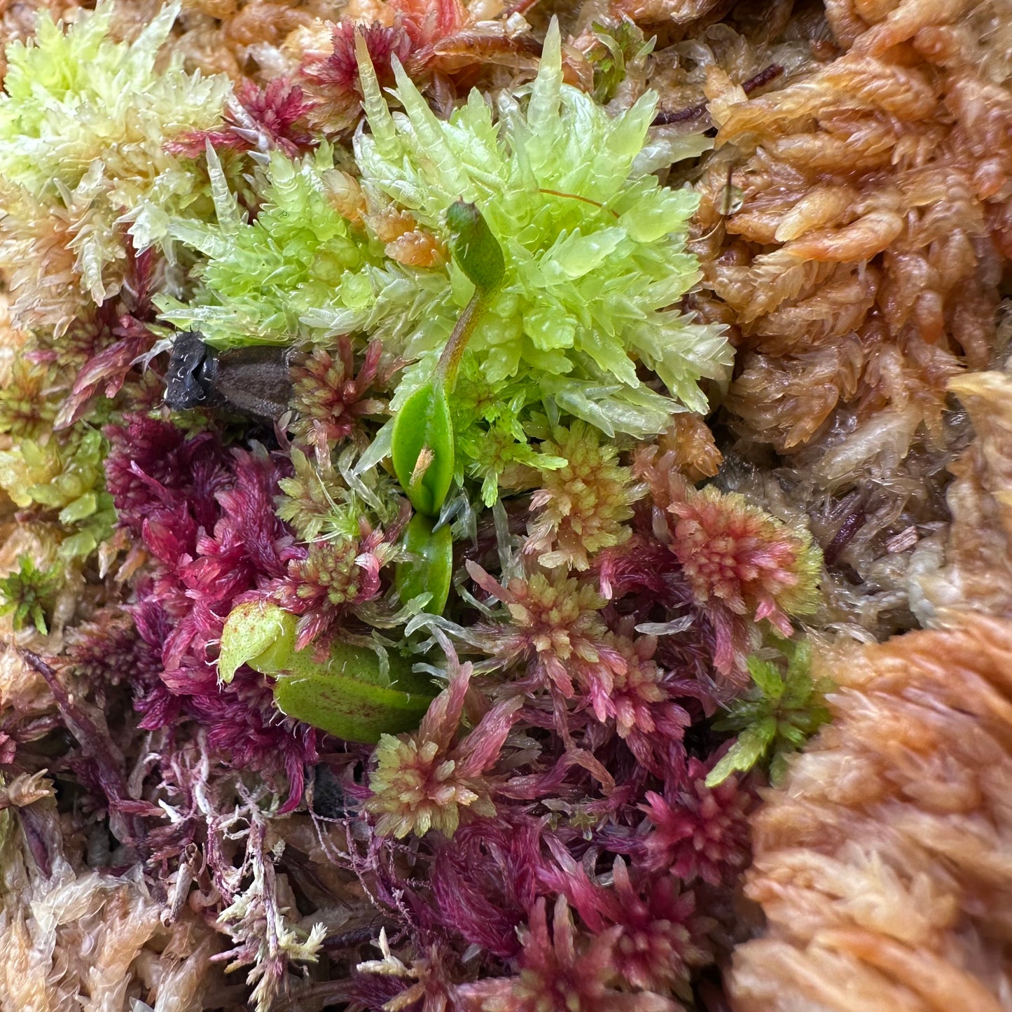 Nepenthes edwardsiana x dubia - Seed Grown Plant - JH