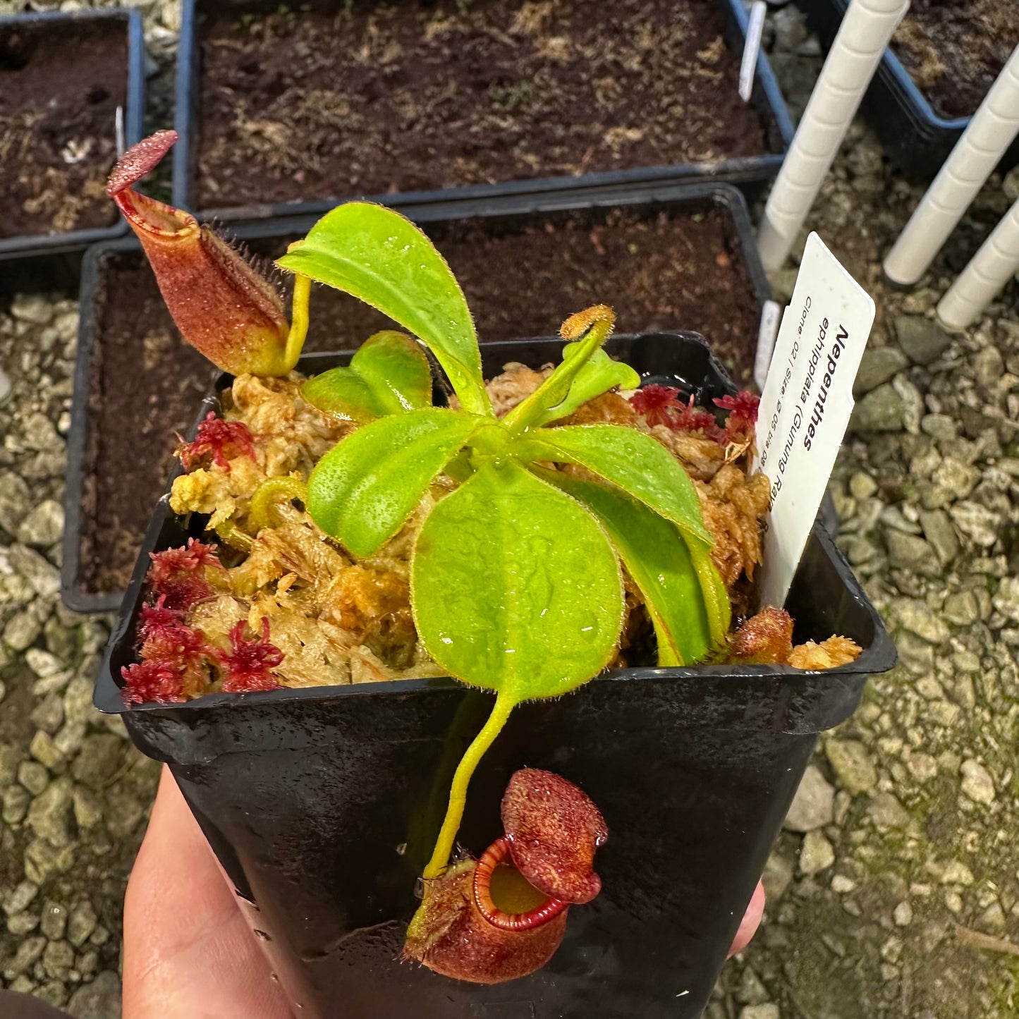 Nepenthes ephippiata - Clone 2 - Gunung Raya - AW