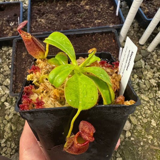 Nepenthes ephippiata - Clone 2 - Gunung Raya - AW