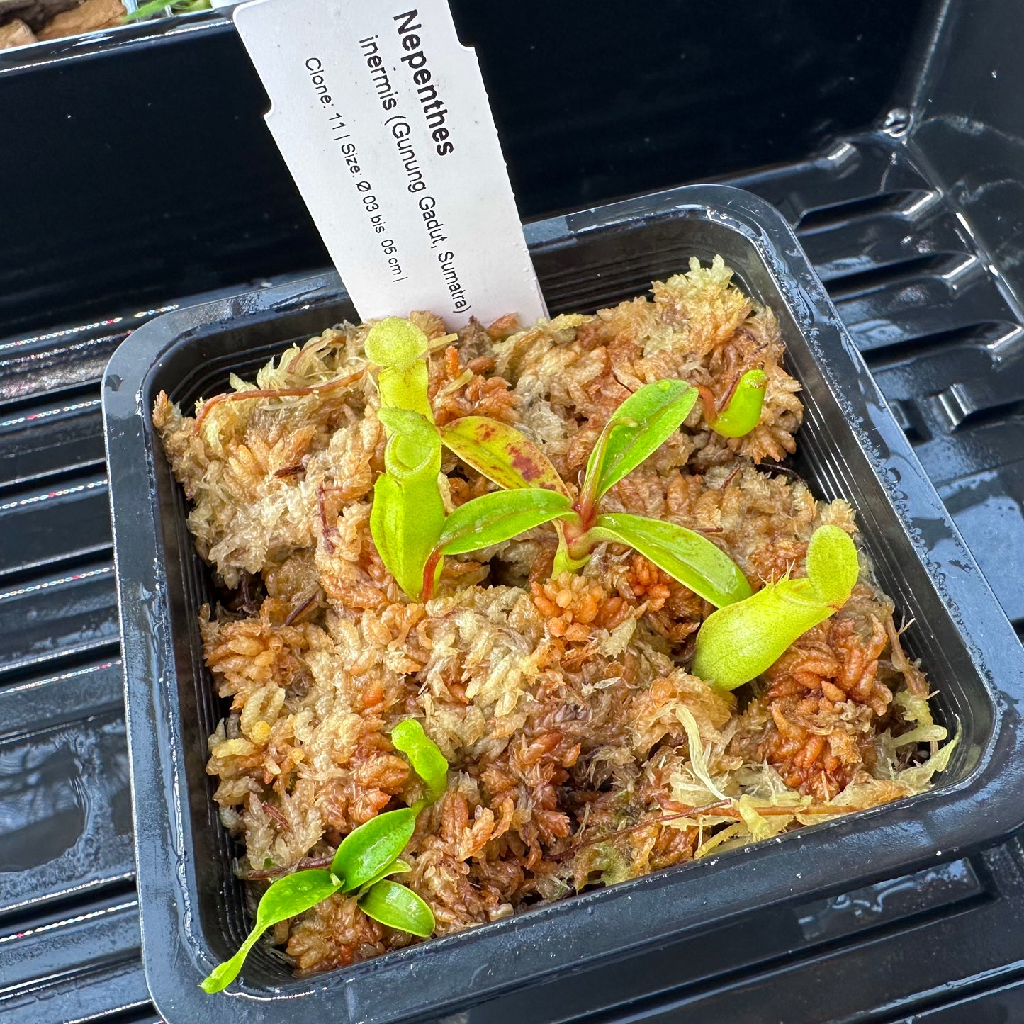 Nepenthes inermis - Clone 11 - Gunung Gadut - AW