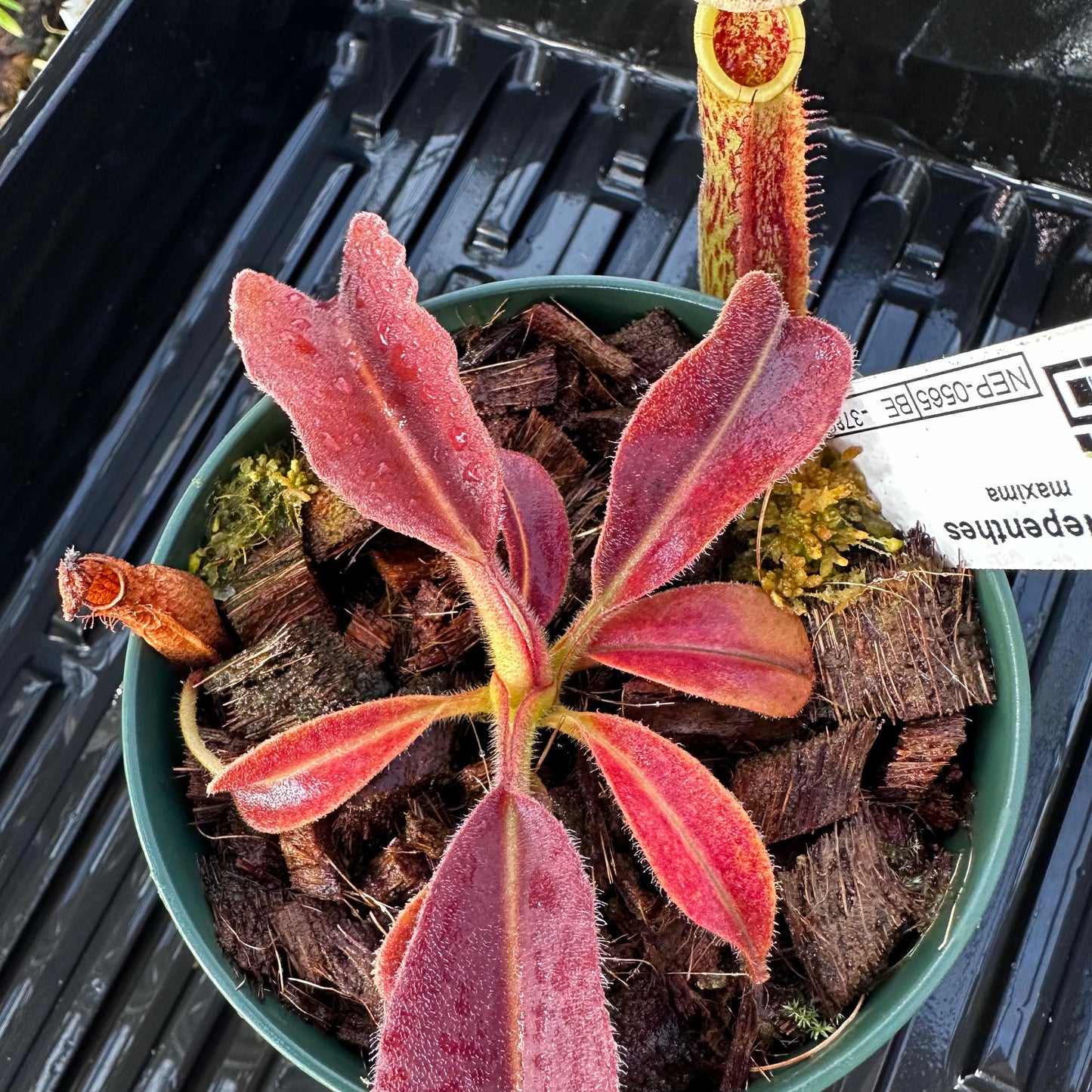 Nepenthes maxima - Wavy Leaf - Sulawesi - BE3786