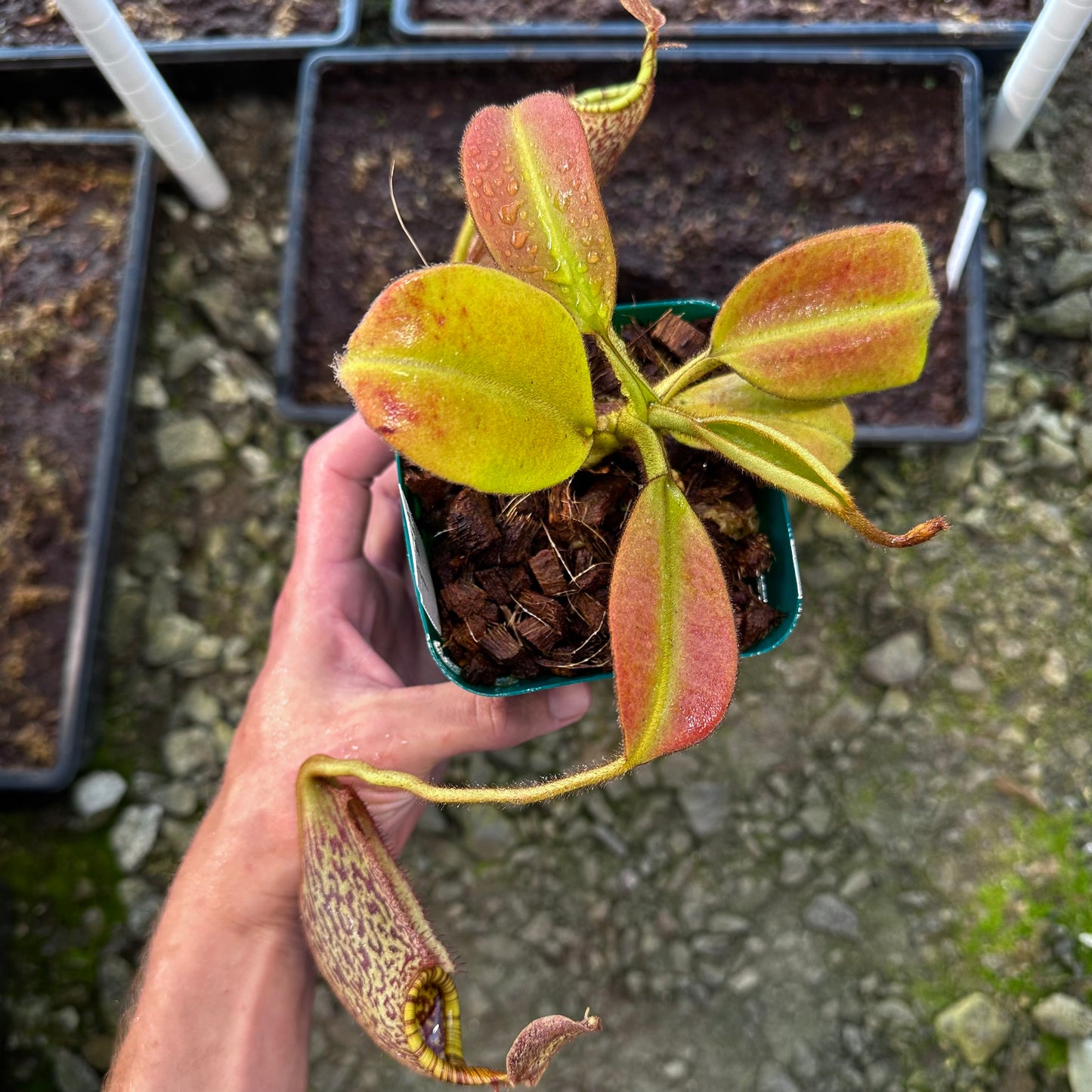 Nepenthes eymae - Clone 2 - Sulawesi - AW
