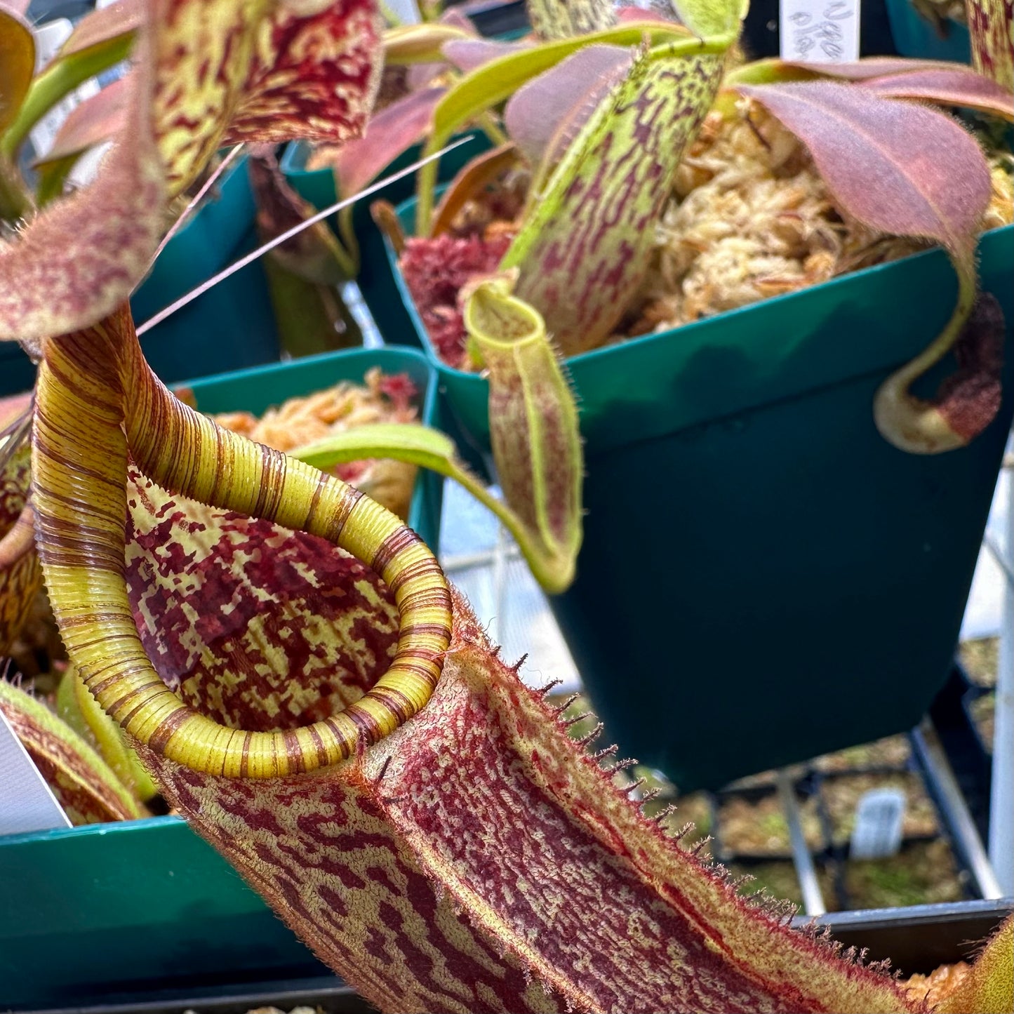Nepenthes eymae - Clone 2 - Sulawesi - AW