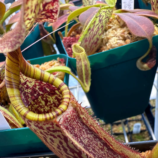 Nepenthes eymae - Clone 2 - Sulawesi - AW