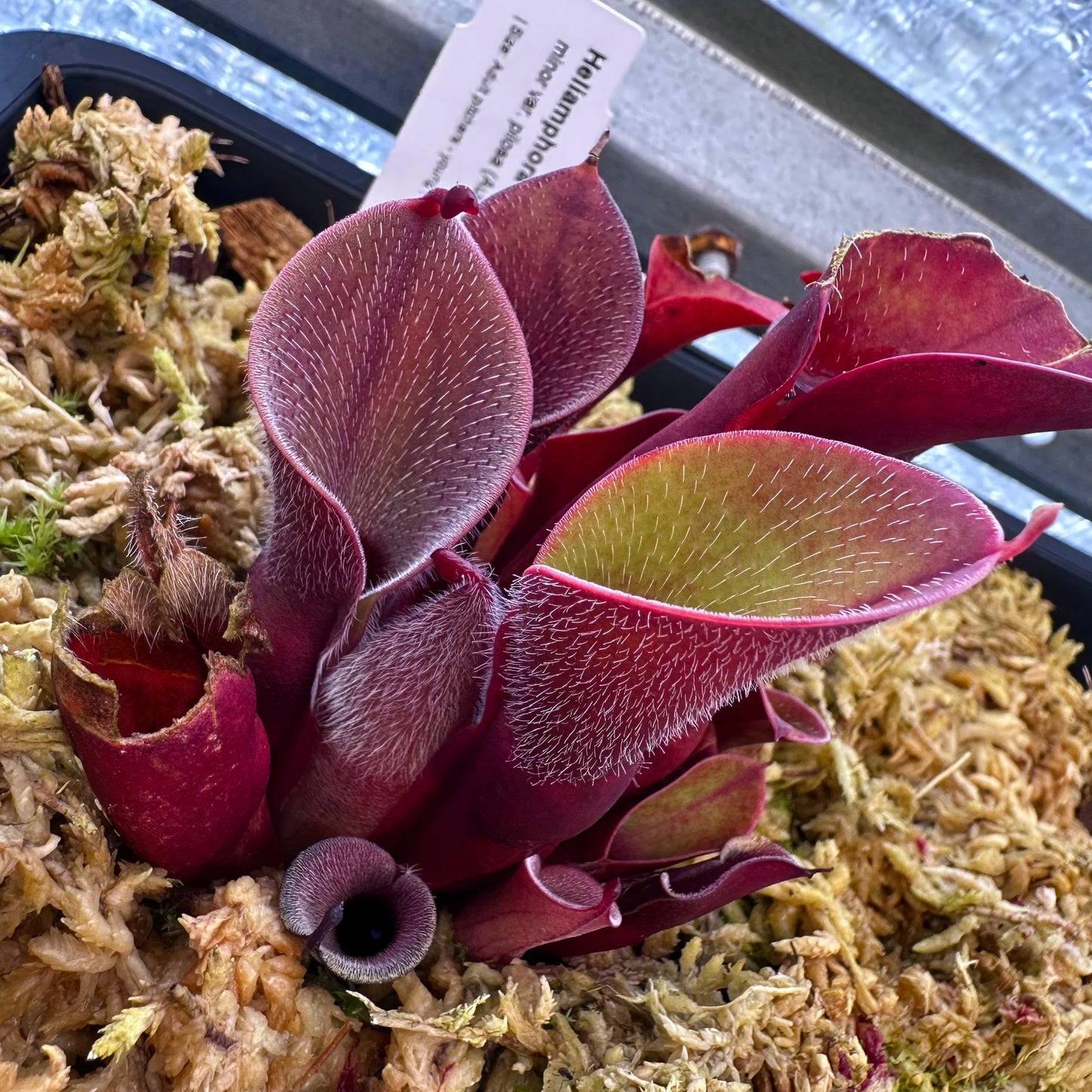 Heliamphora minor var. pilosa - Auyan - Clone 2 - AW