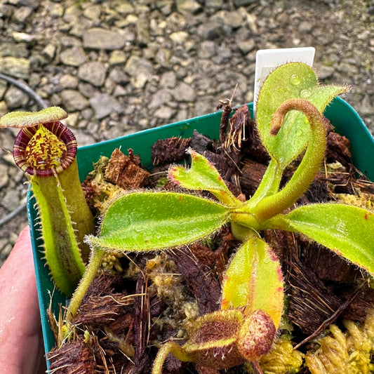 Nepenthes (lowii x x Tiveyi) x (platychila x lowii) - Seed Grown Plant #9 - David S
