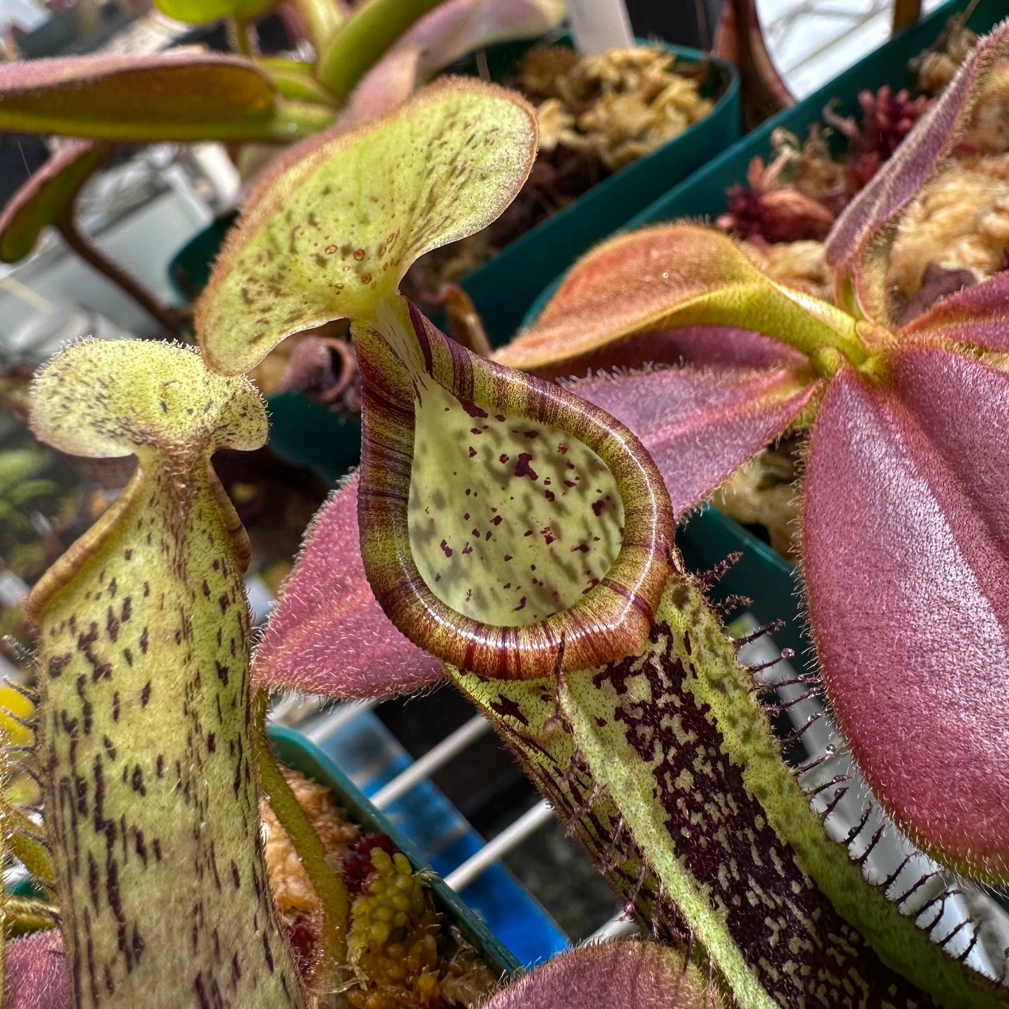Nepenthes platychila - Seed Grown Plant - Borneo - AW