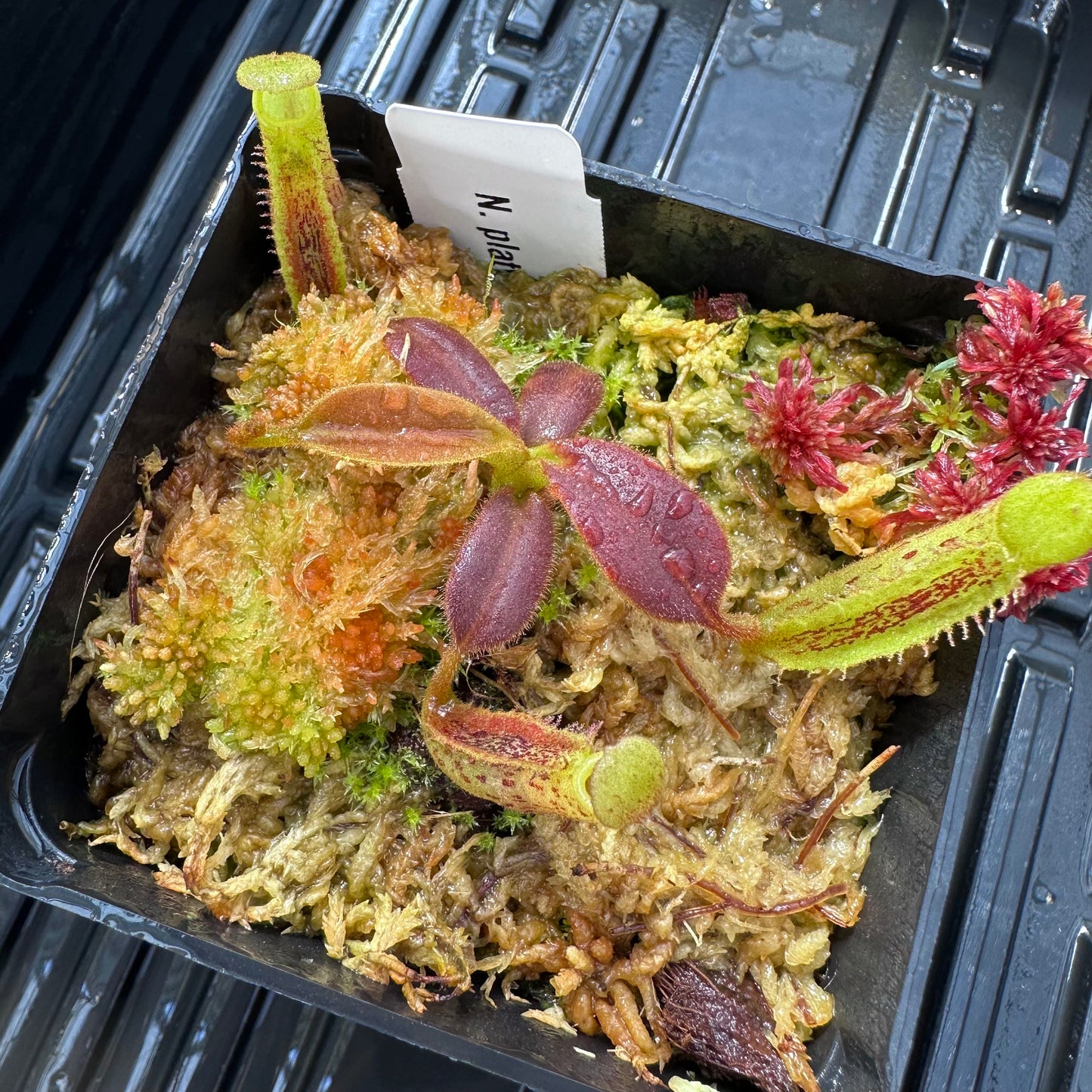 Nepenthes platychila - Seed Grown Plant - Horticultural