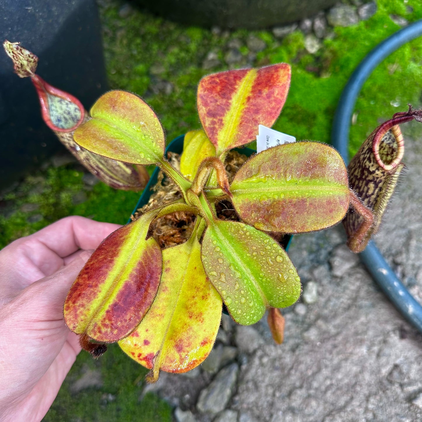 Nepenthes eymae - Clone 4 - Sulawesi - AW