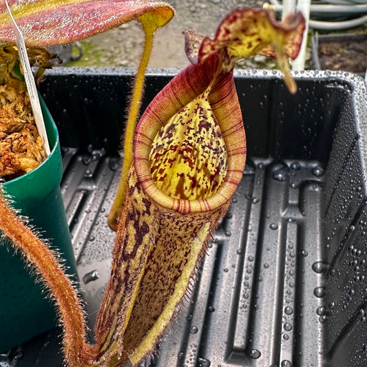 Nepenthes eymae - Clone 4 - Sulawesi - AW