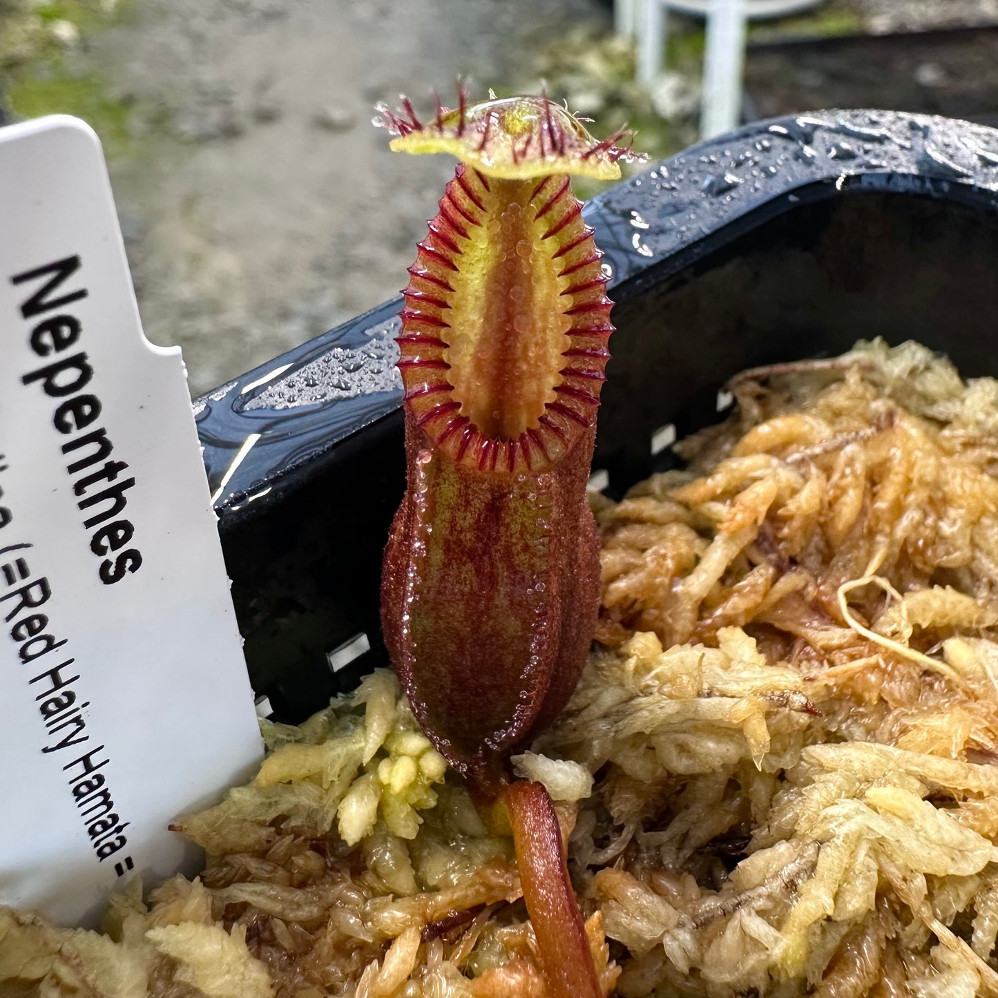Nepenthes diabolica - Clone 1 - Sulawesi - AW
