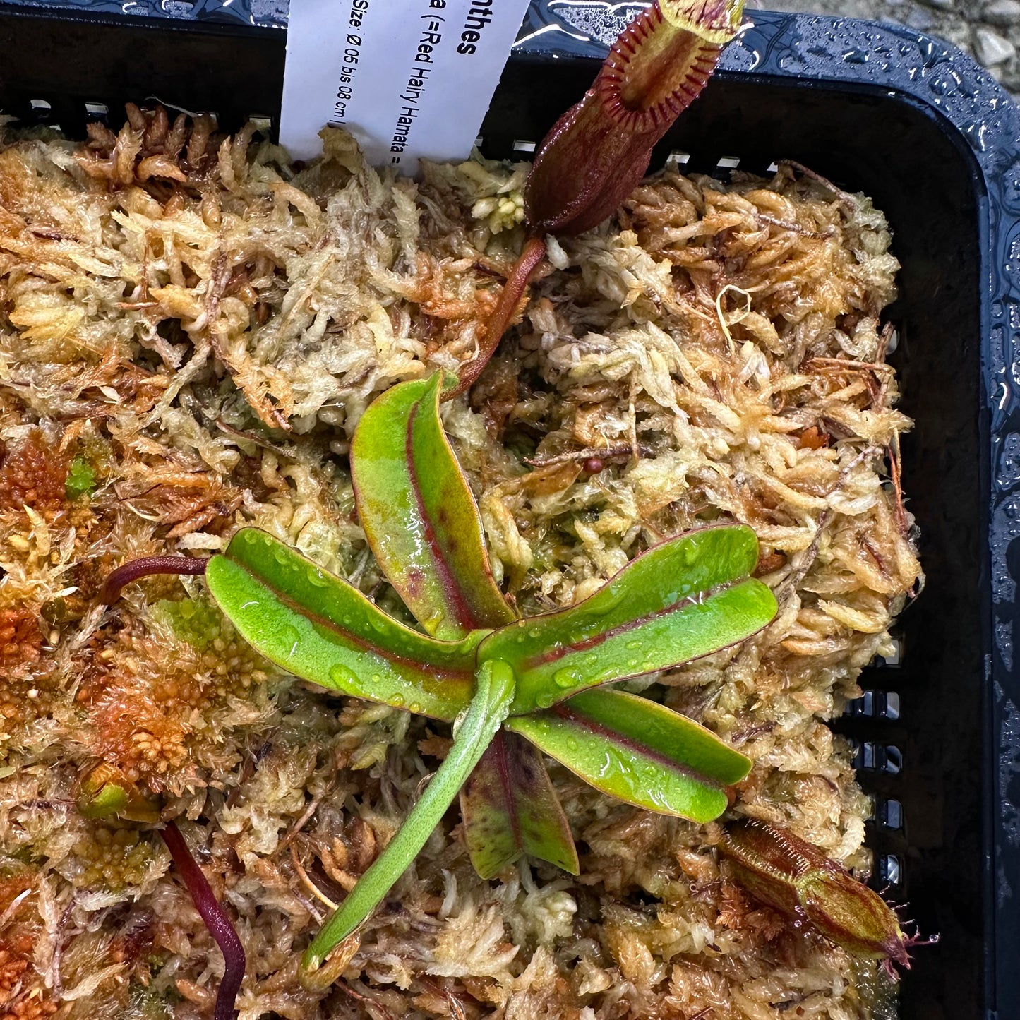 Nepenthes diabolica - Clone 1 - Sulawesi - AW
