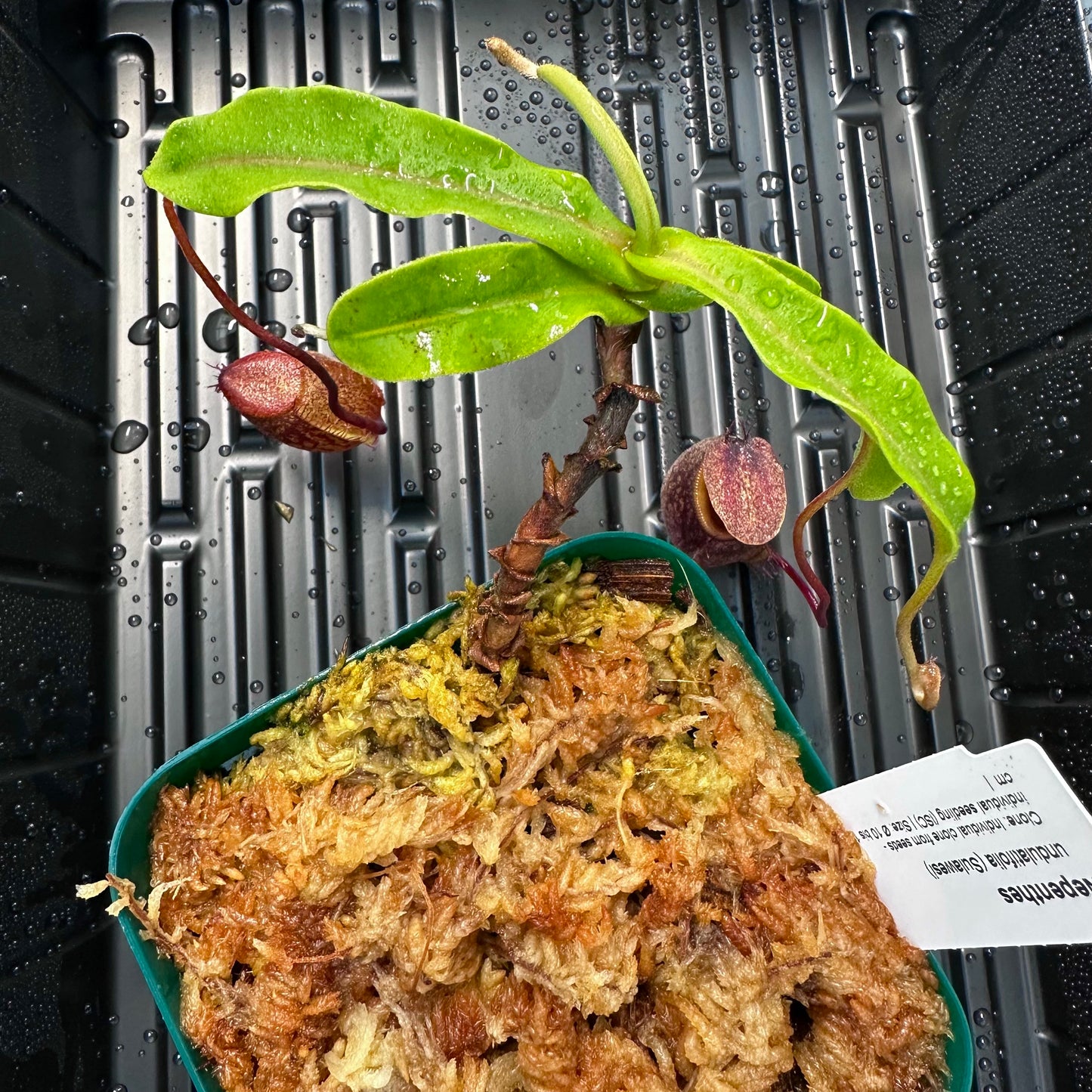 Nepenthes undulatifolia - Seed Grown Plant - Sulawesi - AW