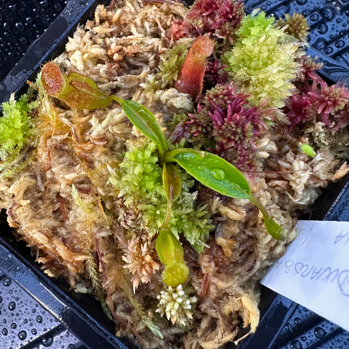 Nepenthes edwardsiana x dubia - Seed Grown Plant - JH