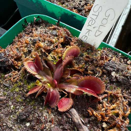 Dionaea muscipula - Venus Flytrap - 'Gold Strike' - Rooted Division - JH