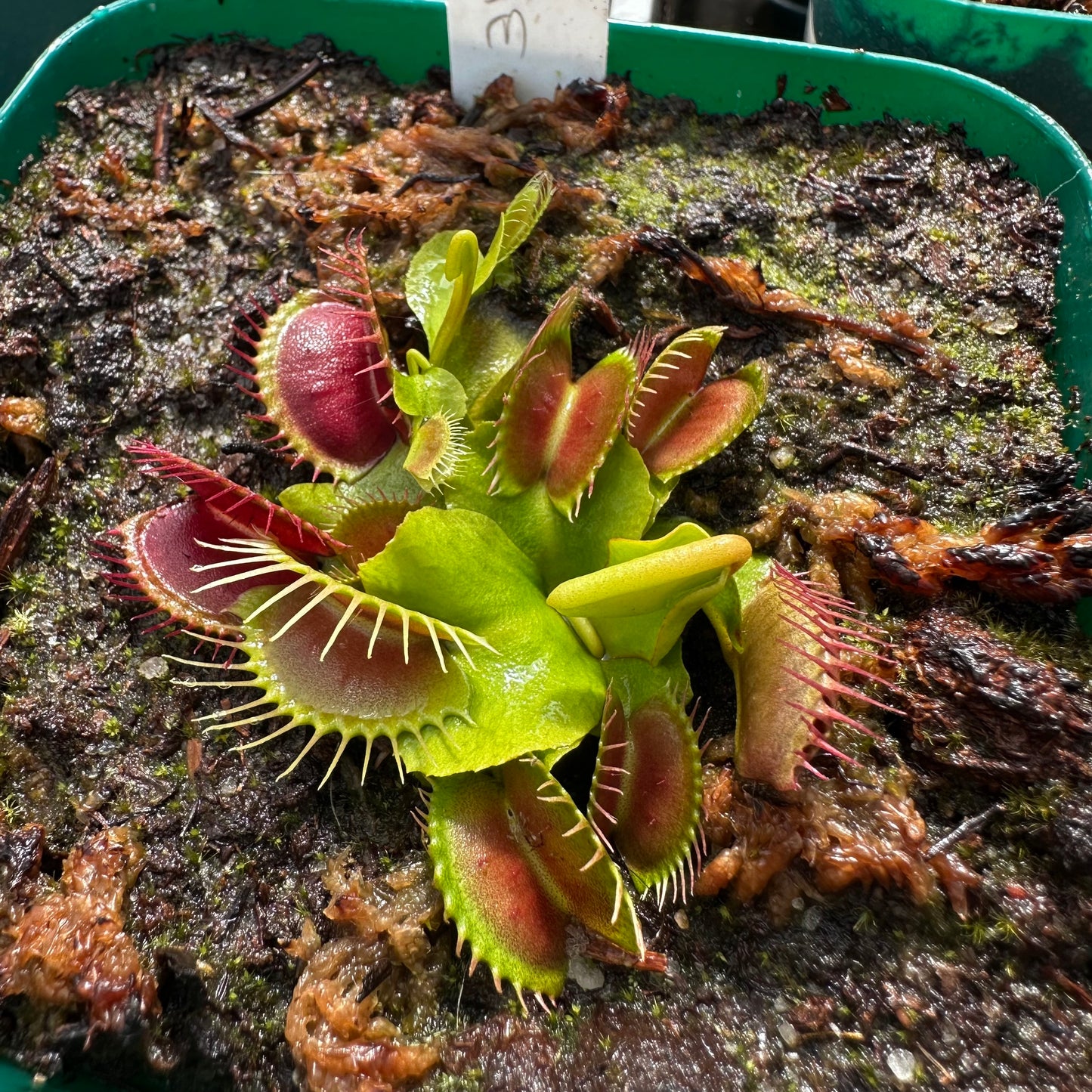 Dionaea muscipula - Venus Flytrap - 'Miss Pimbeche' - Rooted Division - JH